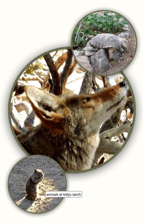 Animals at Kitty's Ranch — coyote, tortoise, and squirrel