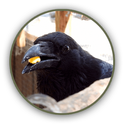 Raven at Kitty's Wildlife Refuge